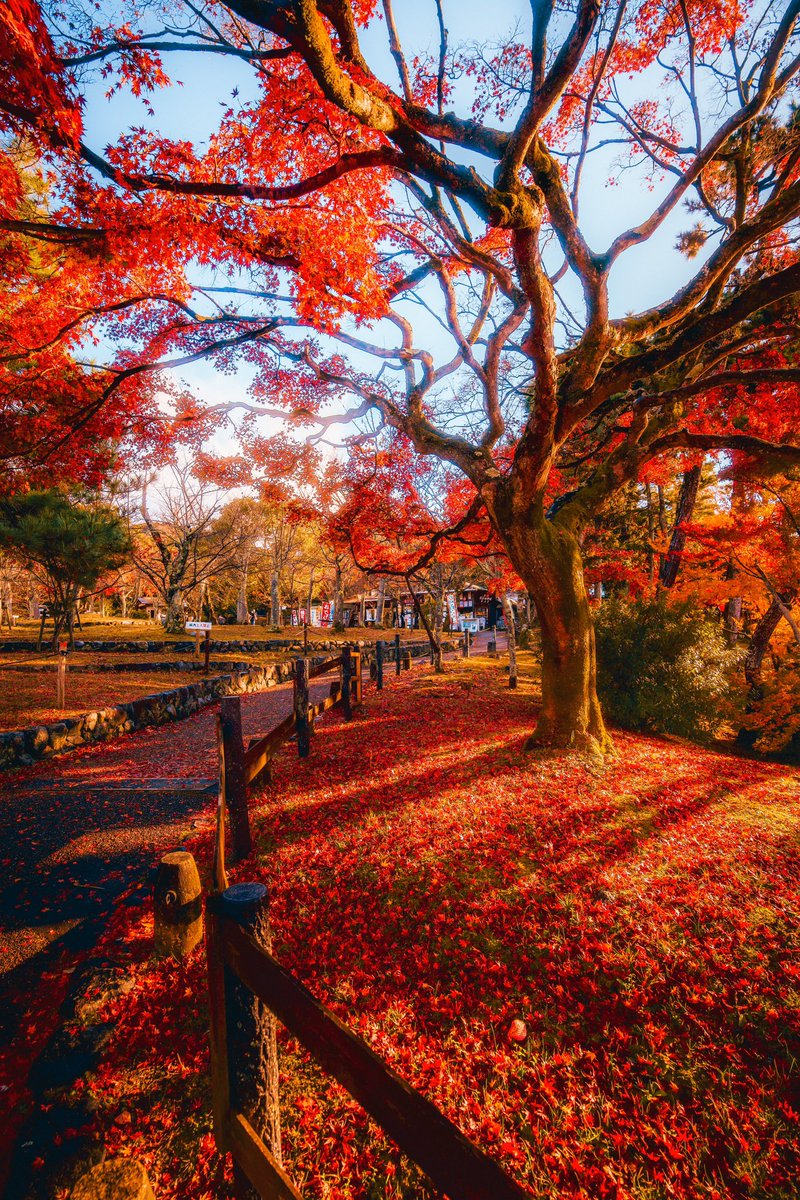 minachan_camera's tweet photo. 京都の散歩道が最高すぎる。 https://t.co/yOxQGC7GT9