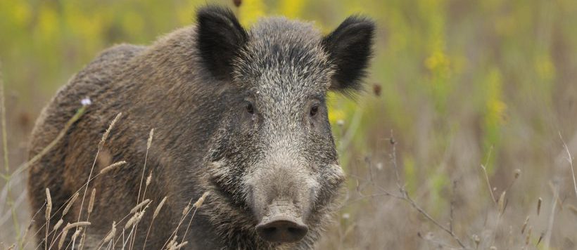 Chasse : 6 astuces pour différencier un promeneur d’un sanglier de 300 kilos - ow.ly/OWew50LsR8E