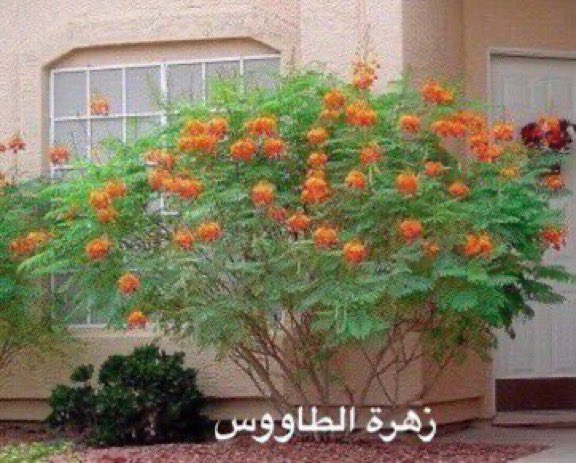 اربع شجيرات  ولا اجمل منها اذا زرعتها في احواض مميزه ارضية او متنقله ستحصل على تشكيل نباتي مميز  بديع في حديقة بيتك 

لأنها ليست مرتفعة فبإمكانك تقليمها وتشكيلها كشجرة قائمة 

دورانتا 
تيكوماريا 
لانتانا كمارا 
زهرة الطاووس