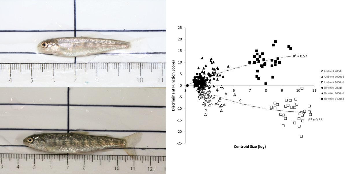 If you are interested to read about Arctic charr phenotypic response, see below 👇! Pelagic phenotype individuals expressed a more benthic-like morphology under an abrupt temperature change scneario and showed a loss of phenotypic variance. <a href="/C_Adams1758/">Colin Adams</a>
link.springer.com/epdf/10.1007/s…