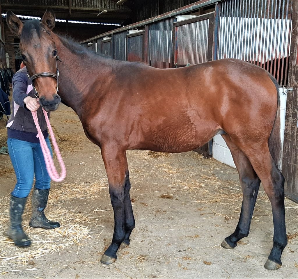 Eskdale_Stud's tweet photo. #ANYTHINGFORLOVEs nephew by full sister #Deadringerforlove, Sire: Postponed, colt, 2022, Lot 524. The famous #LaPerrotine string #SizingJohn 
He's up Monday Nov 7th @DarleyStallions  @tatts_ireland @Tattersalls1766 @rpbloodstock @bloodstocknews @MartinStevensB1 @BallincurrigHse https://t.co/SsDEts4KWM