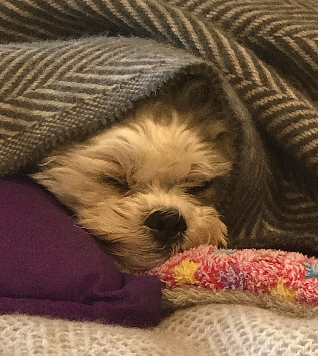 This is my dog, Daisy...I gave her the choice - go for a walk or stay home...

#dogs #dogs_Lovers #cutedog #bichon #zuchon #autumn