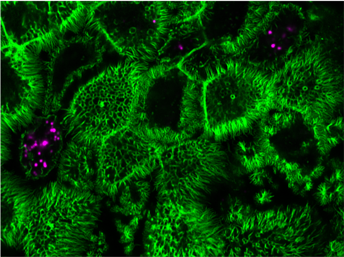 18-month research assistant position (Master level) opened in my lab <a href="/IRIM_life/">IRIM</a> (Montpellier, south of France) to work on respiratory viruses and primary airway epithelia (collab. with Prof. Bourdin's team, Montpellier university hospital), funded by <a href="/umontpellier/">Université de Montpellier</a>! 
Please RT