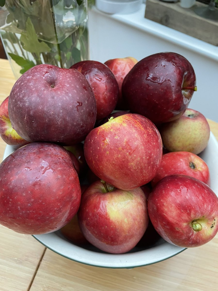 garden2_plate's tweet photo. Apple trees got a bit blasted yesterday by the wind #anappleadaykeepsthedoctoraway #orchard #gardentoplate #redapple #homegrown #abundantlife #llandre https://t.co/e5yPo1Z88N