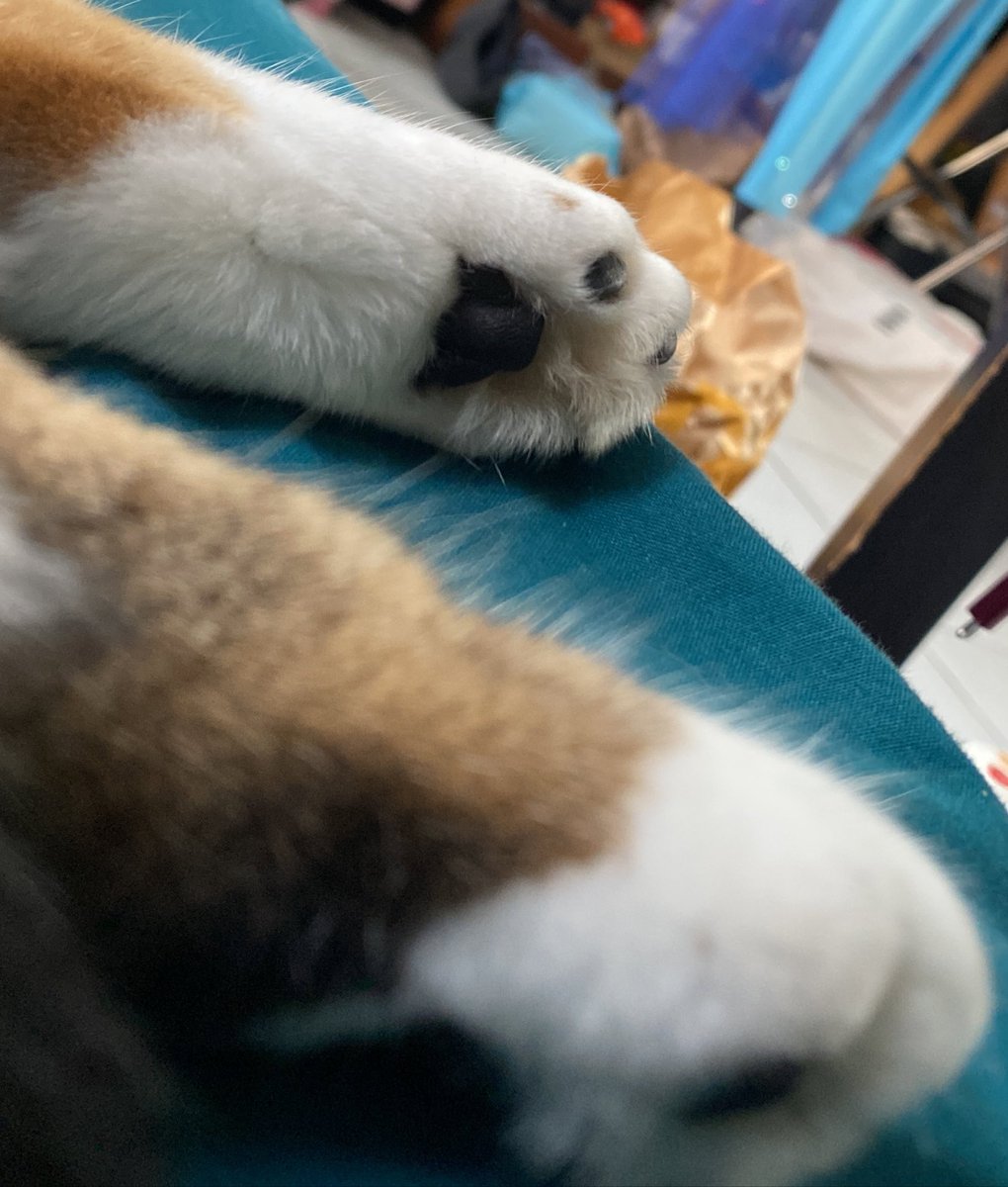 Thorino5's tweet photo. Interro surprise de patounes 🚨 https://t.co/qr1aj39VsA