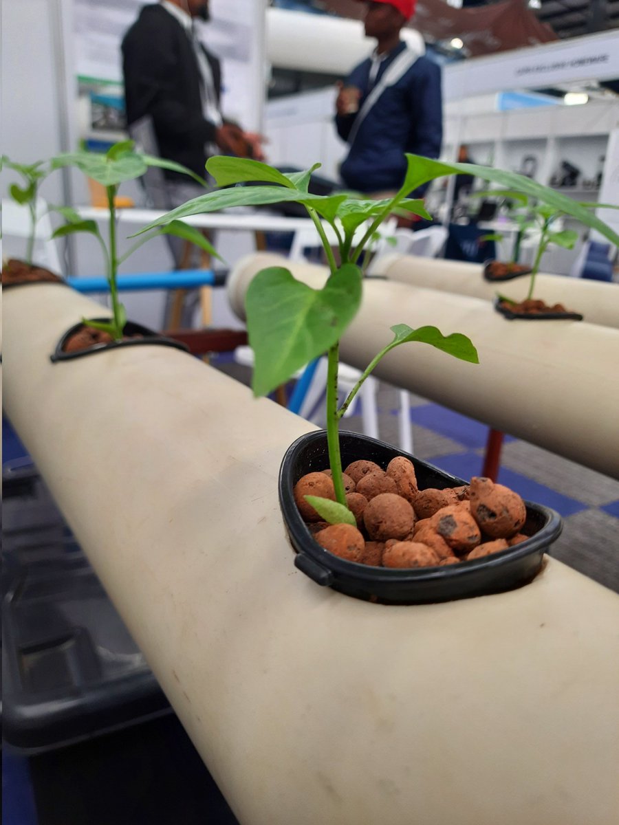 BCC_Network's tweet photo. Day 3 of the @GlobalExpo_BW
We explained about the importance of #livingsustainably for #climatechangeadaption
#smartagriculture methods not are only friendly to our planet, but offer better yields thus contributung to food security. https://t.co/HYO8RZNbTq