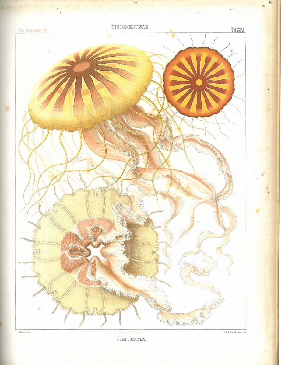 It's #WorldJellyfishDay today so of course we had to share some beautiful illustrations of our gelatinous friends. These are just a couple of the many drawings by Ernst Haeckel we have in the library @thembauk