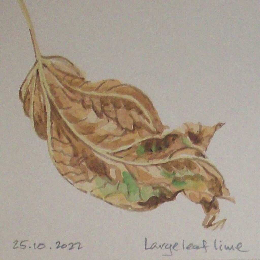 KateWhapham's tweet photo. Day twenty-five - this looked much nicer when I picked it up in Ludlow! But I quite like a scrunched leaf.
#leafoctober #octoberleaf #art #artoninstagram #autumn #autumn2022 #watercolour #sketch #sketchaday #lime https://t.co/t6NsOOtP5z https://t.co/djROeH0Kqy