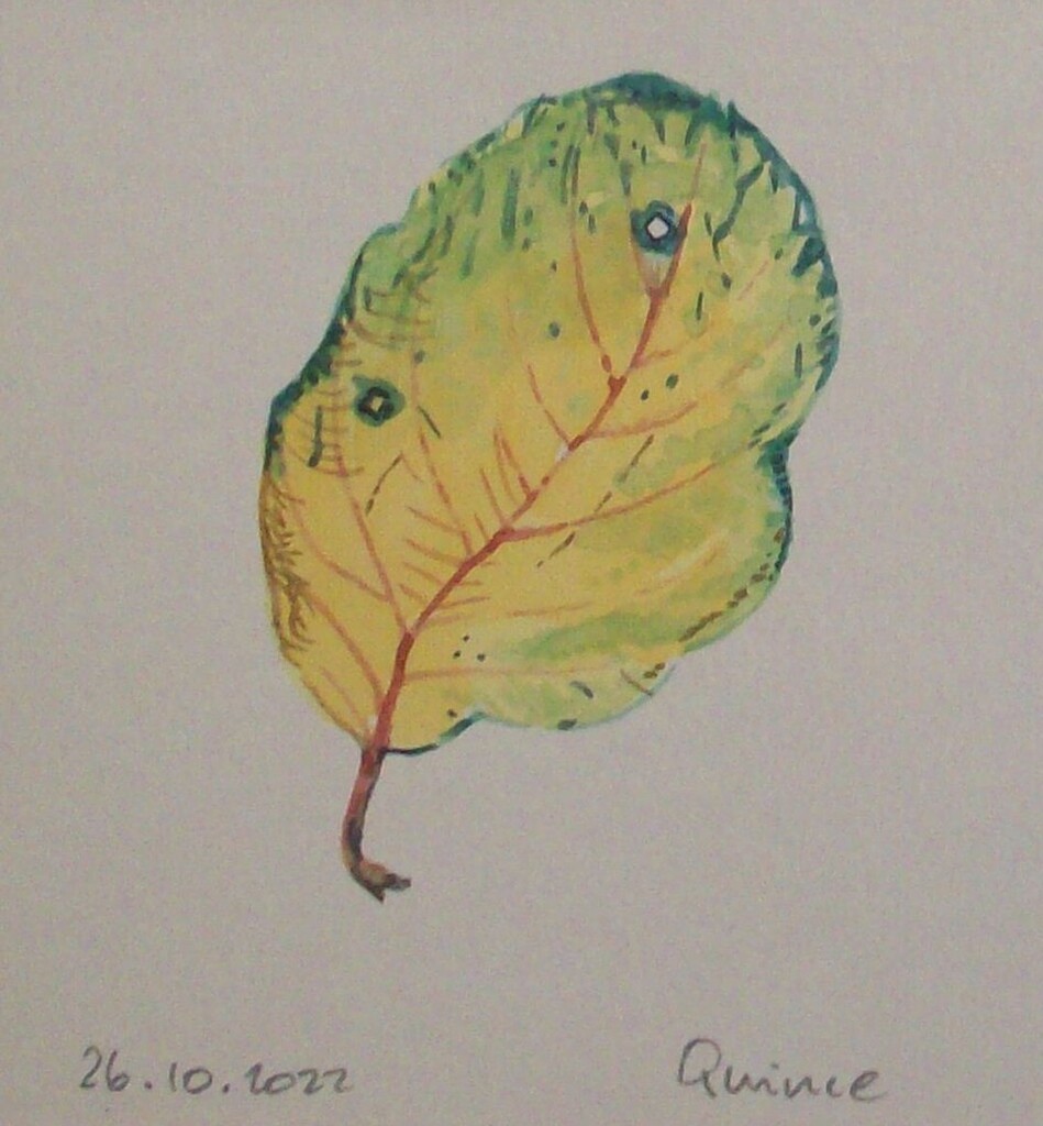 KateWhapham's tweet photo. Day twenty-six the quinces have been good this year and there is puree in the freezer for winter puddings.
#leafoctober #octoberleaf #art #artoninstagram #autumn #autumn2022 #quince #watercolour #sketch #sketchaday https://t.co/ONj9Eo6lt9 https://t.co/oNJG6P9jRj