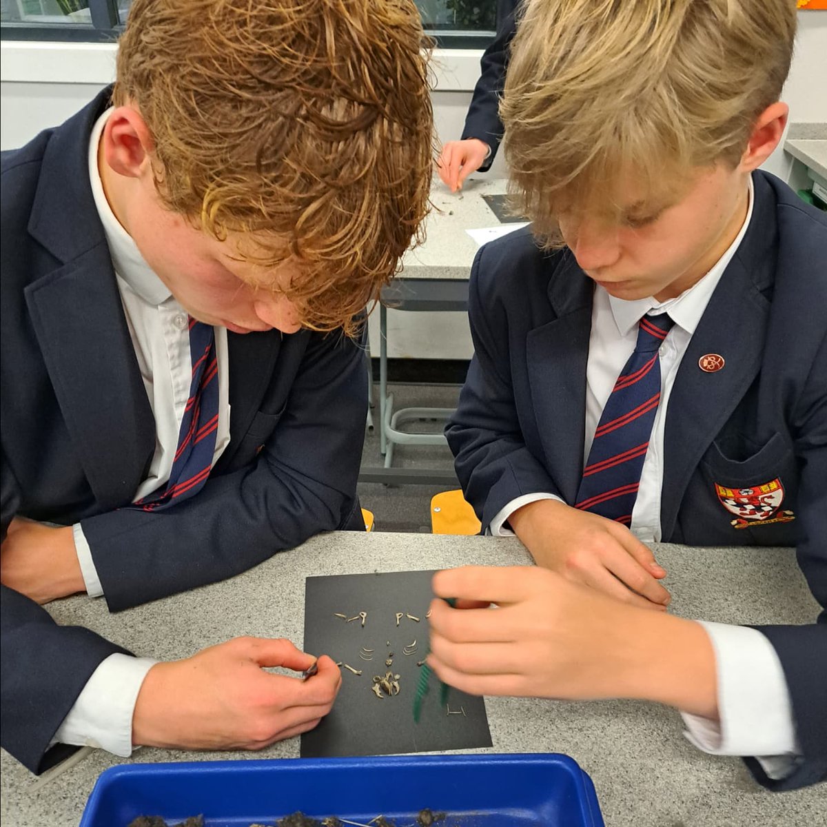 S4 Biology did a fantastic job of dissecting owl pellets yesterday afternoon. They have been learning about predator-prey cycling in the National 5 Biology course.