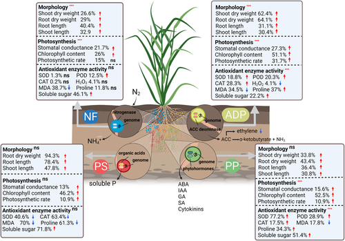 A meta-analysis on morphological, physiological and biochemical responses of plants with PGPR inoculation under drought stress

-in Plant Cell &amp; Environment

onlinelibrary.wiley.com/doi/10.1111/pc…