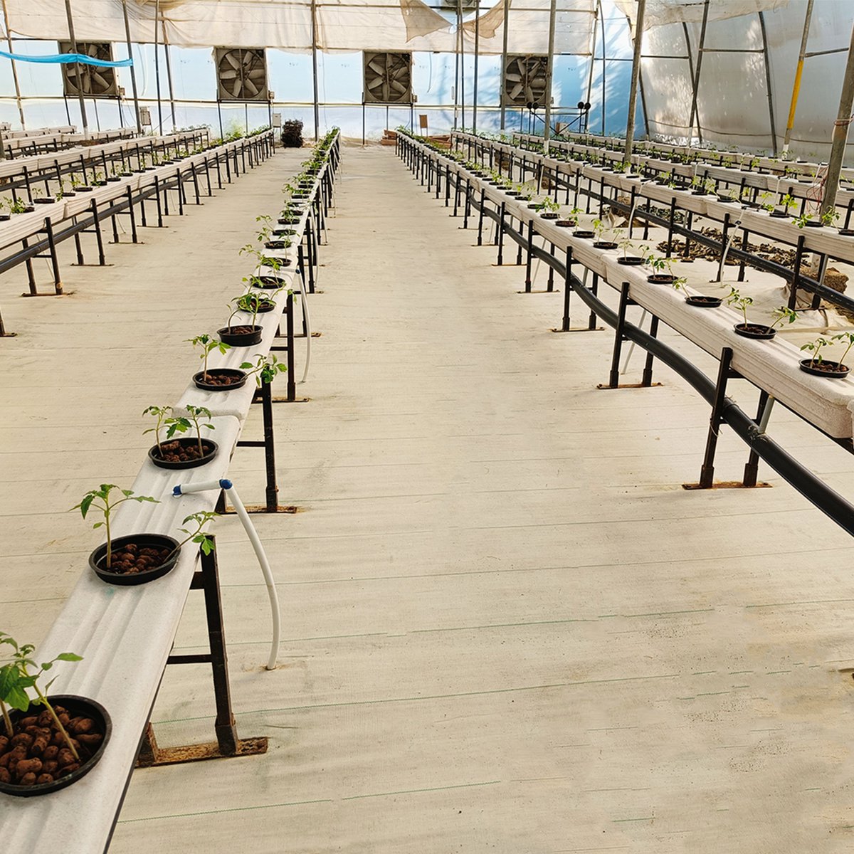 eekiofficial's tweet photo. 𝗔𝗻𝗼𝘁𝗵𝗲𝗿 𝗗𝗮𝘆, 𝗔𝗻𝗼𝘁𝗵𝗲𝗿 #𝗣𝗹𝗮𝗻𝘁𝗮𝘁𝗶𝗼𝗻𝗗𝗿𝗶𝘃𝗲 🌱

Recently, we #planted more than 1500 #seedlings of salad #tomatoes at our Nanta farm. And with this drive, we're eagerly waiting for the bulk #harvest, arriving in just 2–3 months 🍅

#eeki #sustainability https://t.co/fGXcyRgfwh