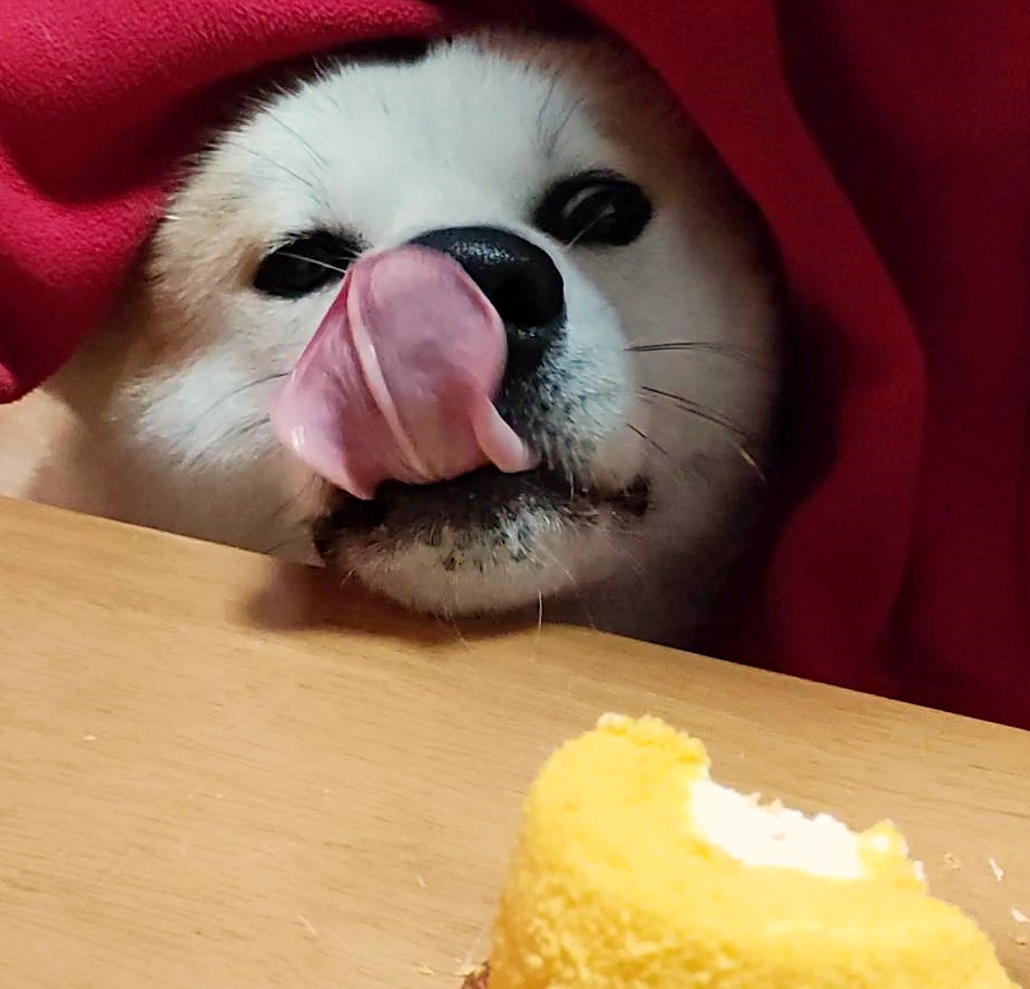 DoggoAkita's tweet photo. 【AKITAINU/秋田犬】
🇯🇵そのケーキはボクのだろう!?
🇬🇧Is that cake mine!?
🇪🇸¿Ese pastel es mío?
🇵🇹Esse bolo é meu!?
🇰🇷저 케이크는 내꺼야!?
🇮🇳क्या वह केक मेरा है !?

#犬  #秋田犬 #AKITAINU #Dog #DogofTwitter #perro #강아지 #일상 #cão #कुत्ता #japan #일본 #Japon #Japão #जापान https://t.co/Xd5xhyRqyK