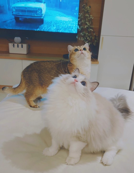 Dont Show Your Cat tweet media