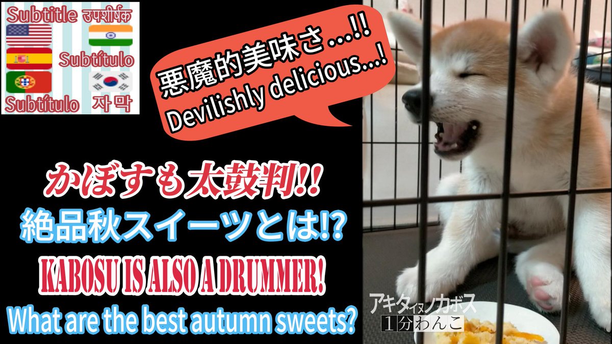 DoggoAkita's tweet photo. 🇯🇵Youtube更新！
🇬🇧I've updated youtube!
🇪🇸¡He actualizado youtube!
🇵🇹Eu actualizei o youtube!
🇰🇷유튜브 업데이트했어
🇮🇳मैंने यूट्यूब अपडेट किया है
https://t.co/YYbHlKF965

#犬  #秋田犬 #AKITAINU #Dog #DogofTwitter #perro #강아지 #일상 #cão #कुत्ता #japan #일본 #Japon #Japão https://t.co/oHUMZLzs17