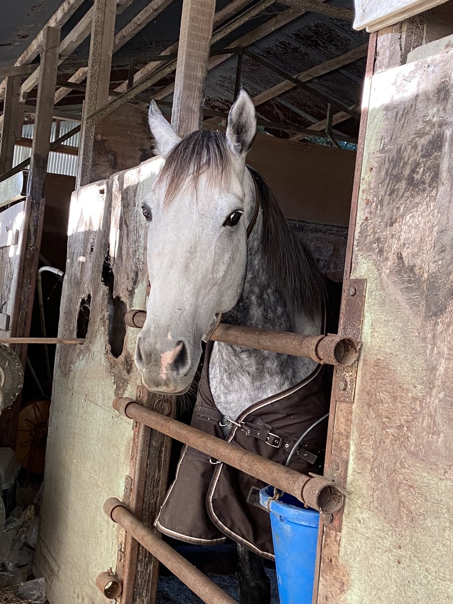 プラチナムバレット!