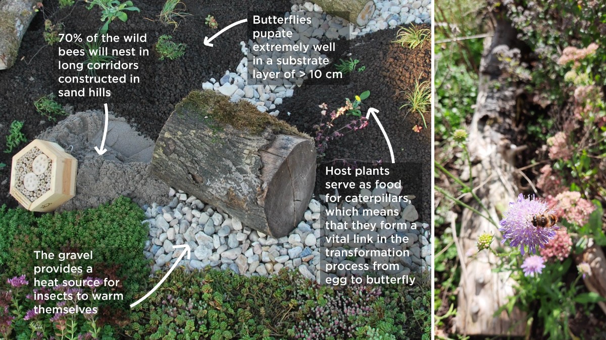 In cooperation with the Dutch Butterfly Conservation, we've developed the Biodiversity Package 🦋🐝 Take a look below or on our website to learn more about its advantages: sempergreen.com/en/solutions/g… #pollinators #biodiversity #greenroof #wildlife #savethebees #roofgarden