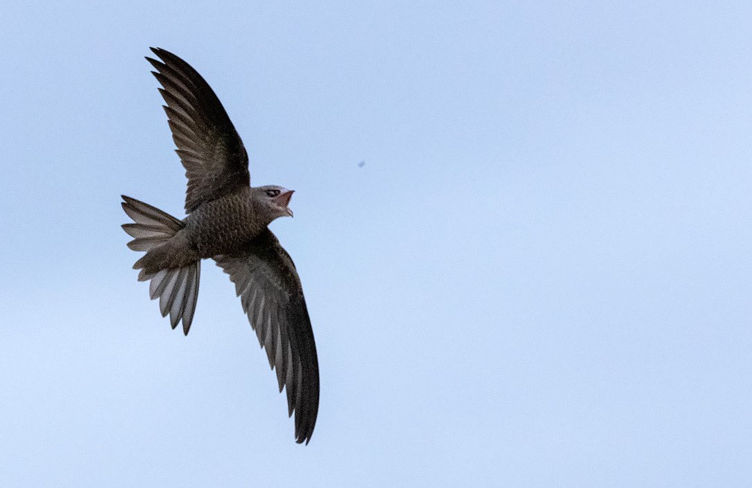 MarcGuyt's tweet image. A few of my images of last weekends Pallid Swift show on #Vlieland 🇳🇱.

One of my birding highlights this year. 

#pallidswift #BirdsSeenIn2022 #vogelbescherming @dutchbirding