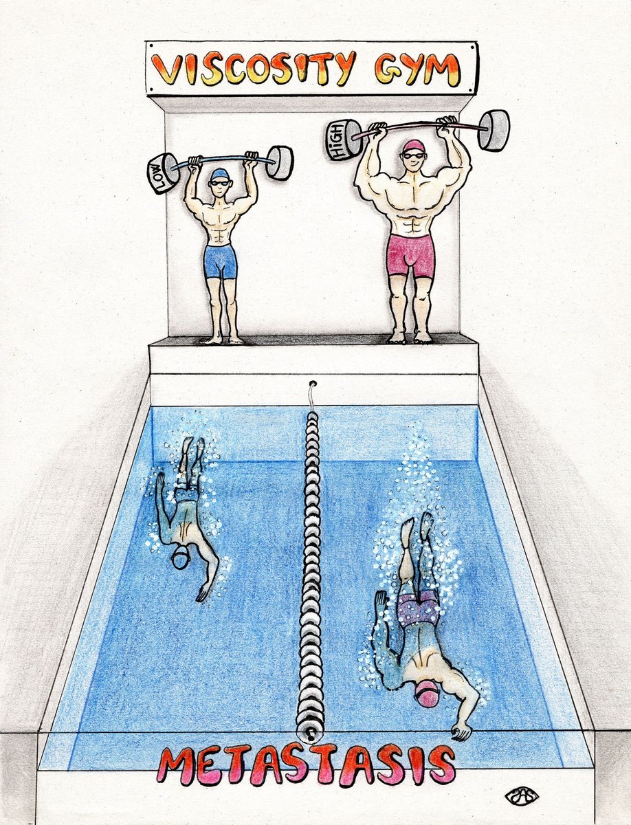 Extracellular viscosity liked to cancer spread. An international team in which the Molecular Physiology Lab at the UPF participates has published the results of this research in <a href="/Nature/">nature</a> journal. DOI: doi.org/10.1038/s41586….