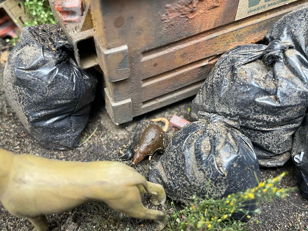 Elegoo_Official's tweet photo. Take a look at the “Bin Diving” 1/24 scale #diorama of Paul and his dog. #3D printers can always help highly create the scene without losing atmosphere!🐶👏

See more: https://t.co/NriuoN3clq
Featured printer: ELEGOO Mars LCD 3D Printer
.
.
#3dprinted  #3dprinting #3dprint #3d https://t.co/u1M6TUYGAH
