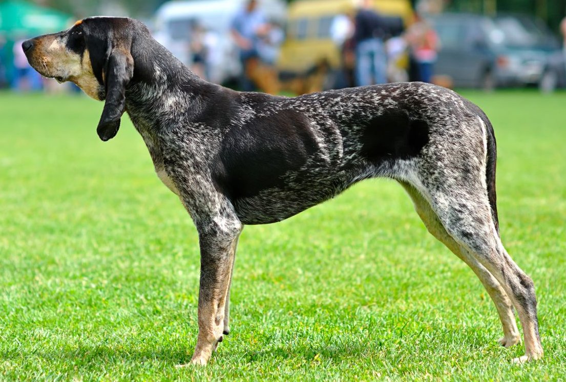 Did you know that the #huntingdog #GrandBleudeGascogne was brought to the US in the as a gift to #GeorgeWashington from Frenchman and Revolutionary War ally #MarquisdeLafayette?

🔁 if you knew, ❤ if you didn't!
#dogsoftwitter #pets #doglife  #DogsOnTwitter #dogdeals #purebreed