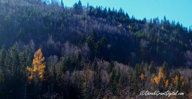 Tamaracks burning bright in November ~ #AutumnVibes #AutumnColor #ThePhotoHour #StormHour #Colourfulfall