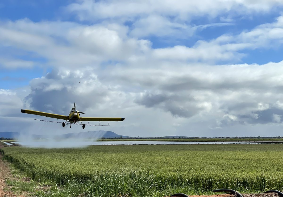 All this wet weather is making it hard to keep the rust under control.