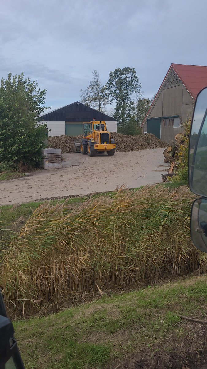 MvAndel's tweet photo. Perceel 3 alweer deze week. Boven verwachting door aanhoudend gunstige weersomstandigheden!
Deze voor @gijsvandongen #witlof #flexine https://t.co/WQxLTDbLI3
