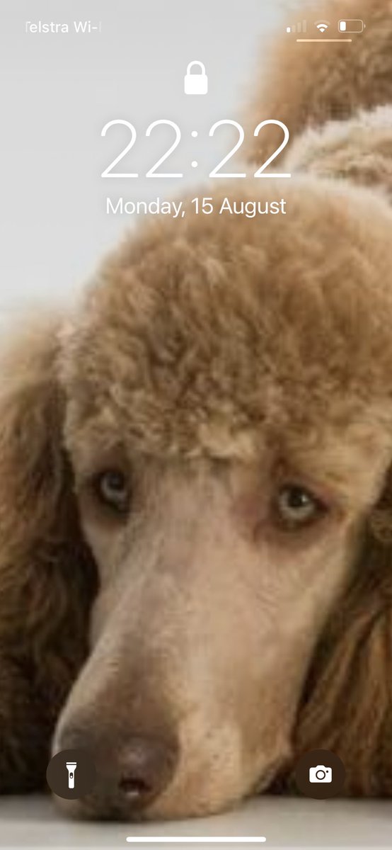 teddytots4444's tweet image. #datestamp