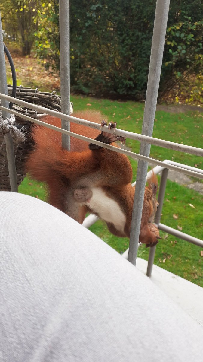 Schaf (nordschaf.bsky) tweet media