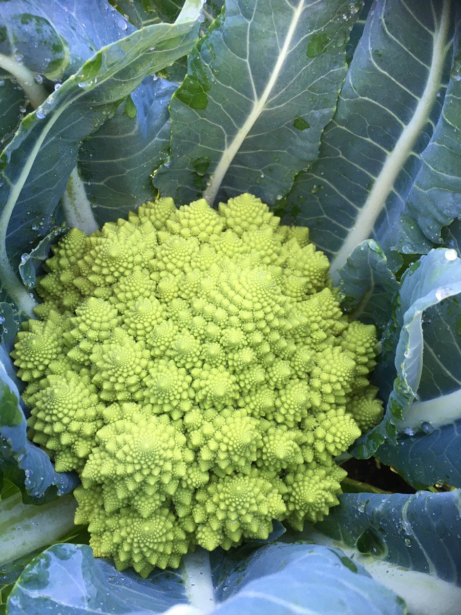 TerenaYoung's tweet photo. My #nodig #romanesco thank you for the tips @charlesdowding https://t.co/u201JwLZoH