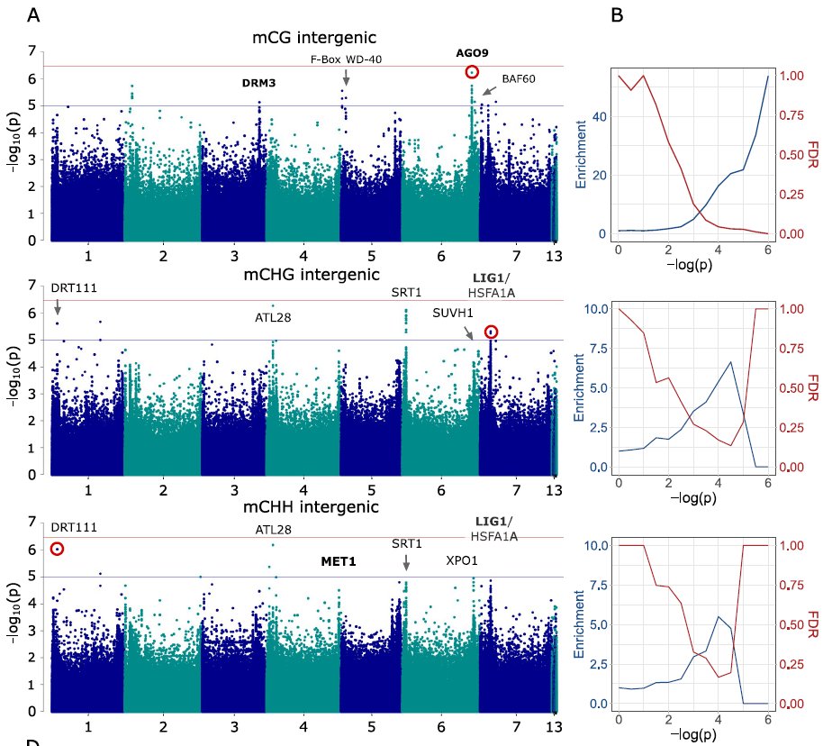 Running GWAS with &gt; 200 T. arvense accessions, we found SNPs at DNA methylation machinery genes, which are associated with variable levels of average methylation.