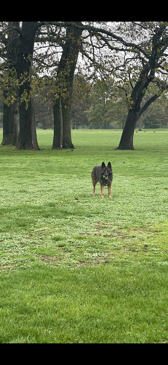 Great walk in the rain, not a single person out except us and the parkie #nopeople #peaceful #wetdog #wethuman #towels #mud #homenow #andsleepsummer