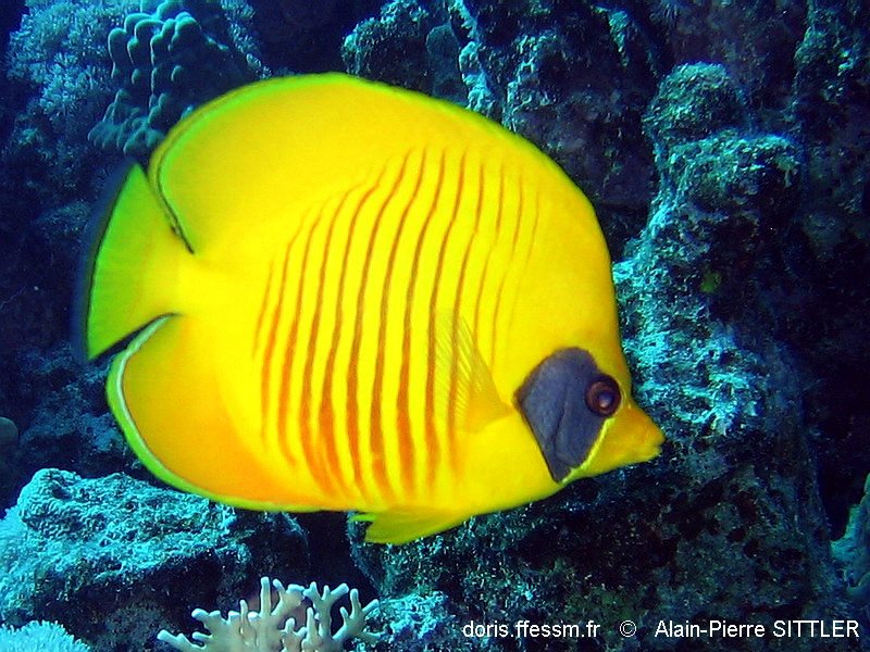 DORIS_ffessm's tweet photo. Publication d'une fiche sur le poisson-papillon jaune masqué.
PREUX Christophe, MODRAK Gaël in : #DORIS, 03/11/2022 : 
Chaetodon semilarvatus Cuvier, 1831, https://t.co/peilQiDPwY

#CROMIS https://t.co/T3ZGI7uIk2