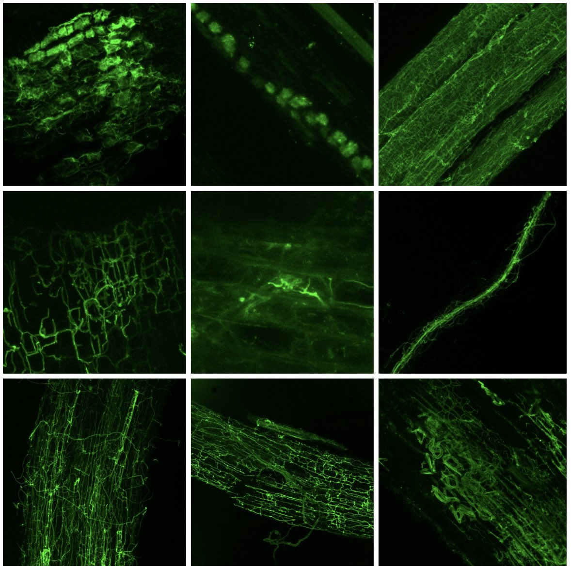 Alan Wanke (@alanwanke.bsky.social) tweet media