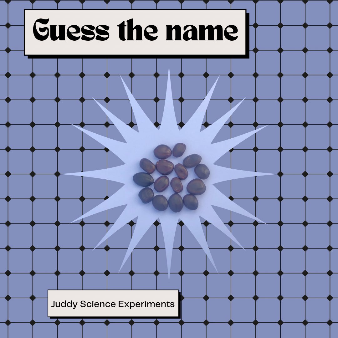 Juddyscienceexp's tweet photo. Meet one of the HARDEST seeds in the world. Know the name? Tell us in the comments
#seeds #guessthename #hardseed #worldshardest #juddyscience #juddyscienceexperiments https://t.co/1ZLJoISIDZ