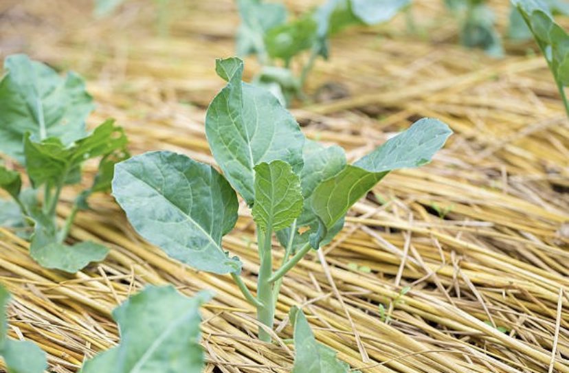 Conservation Agriculture