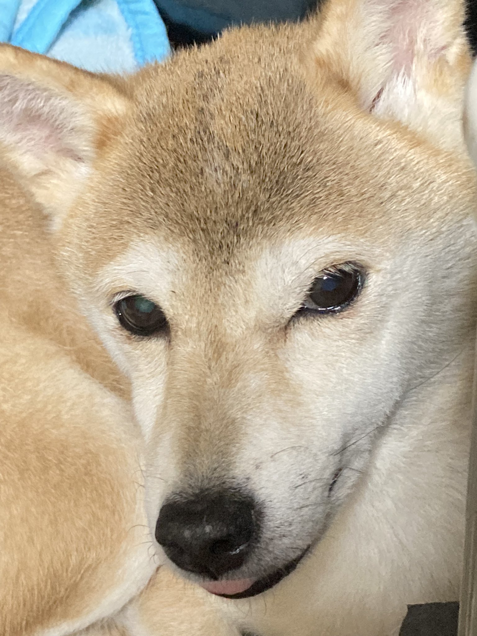 しょんぼり犬ハナ Syonborihana14 Twitter