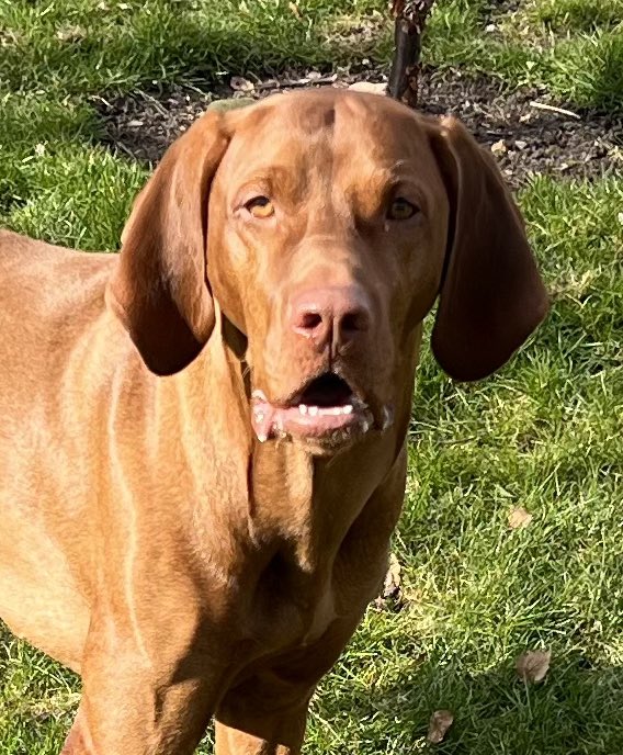 Me and mum found this on our trundle today!  I wasn’t allowed to keep him tho.  ☹️ We played a bit before mum read his tags and phoned his mum. #dogs #dogsoftwitter #vizsla
