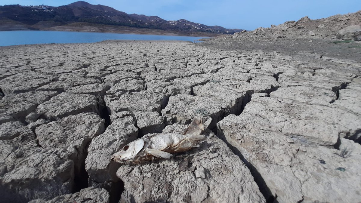 GEML_UMA's tweet photo. The current state of la #Viñuela, the biggest #reservoir in Málaga, at 9,7% of its capacity (16/165 hm3).

Estado actual del #embalse de la #Viñuela, el más grande de Málaga, lleno a un 9,7% de su capacidad (16/165 hm3). https://t.co/BhUiAbCGFZ