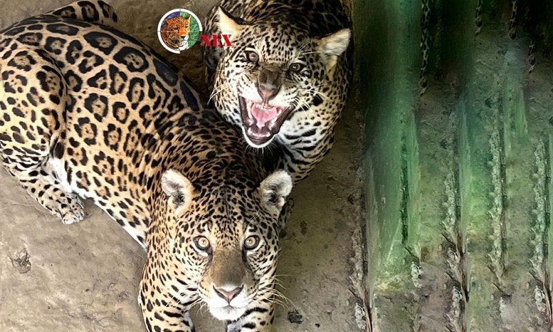 conexaoplaneta's tweet photo. #Apoena deve se despedir em breve da mãe, #Amanaci, para ser preparado para a soltura no #Pantanal. O filhote completou sete meses. Já deixou de mamar e demonstra um comportamento fundamental para onças-pintadas que vivem na natureza: é muito brabo https://t.co/c5iQ3w297k https://t.co/2jYvvOS646