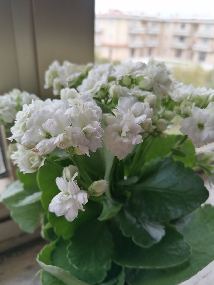 EliMun00's tweet photo. These are my childs and I really took a lot of care of them, they are just sooo lovely 🌸🥺💖🌷 https://t.co/D8TTo15Nqx