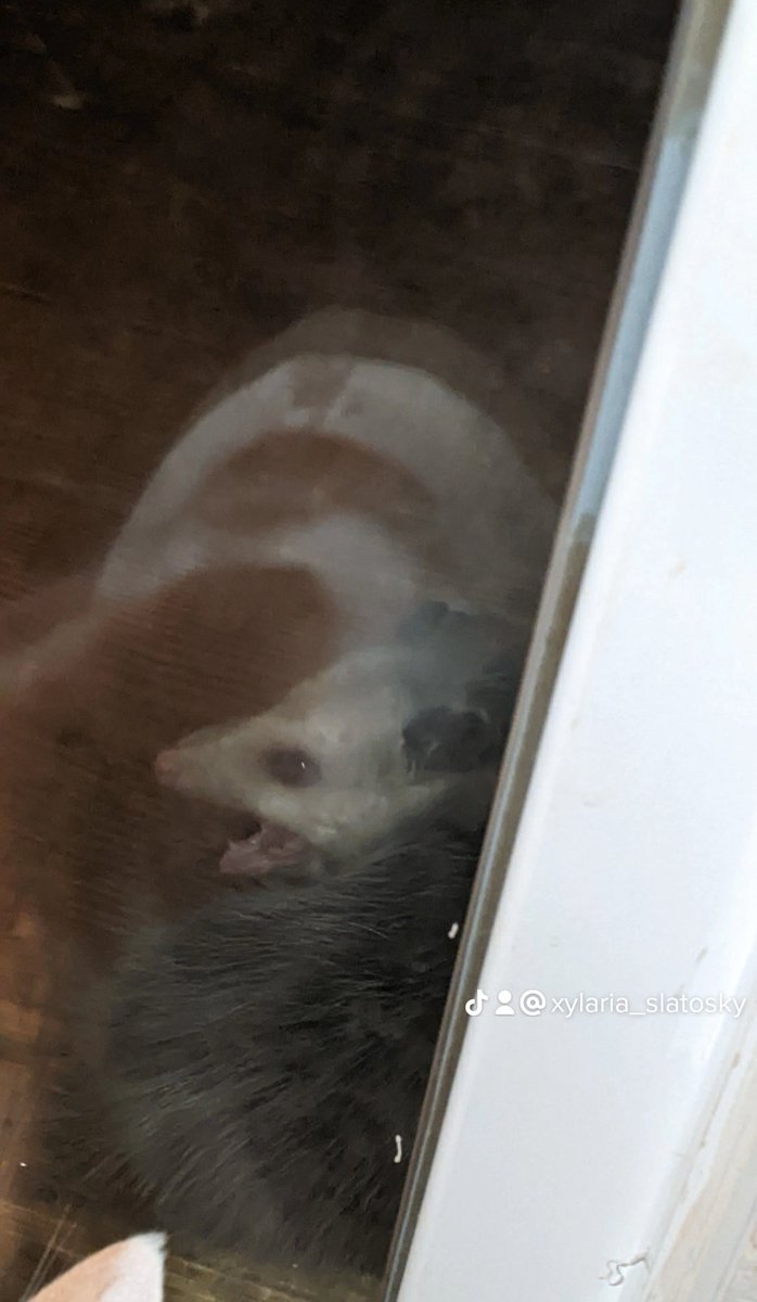 𝑽𝑬𝑺𝑺𝑬𝑳 | (SH) (@timedefect) on Twitter photo 