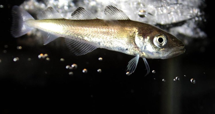 WUR Marine tweet media