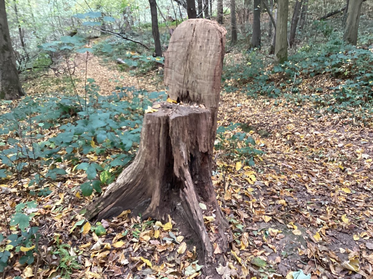 Stukje Bunderbos, Zuid-Limburg