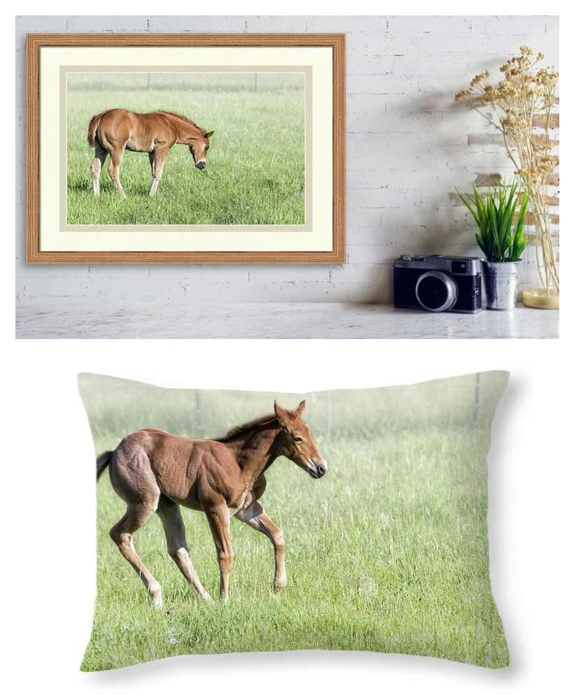 BelindaGreb's tweet image. "Youth cannot know how age thinks and feels. But old men are guilty if they forget what it was to be young." J. K. Rowling
fineartamerica.com/featured/chilo…
fineartamerica.com/featured/chilo…
#photography