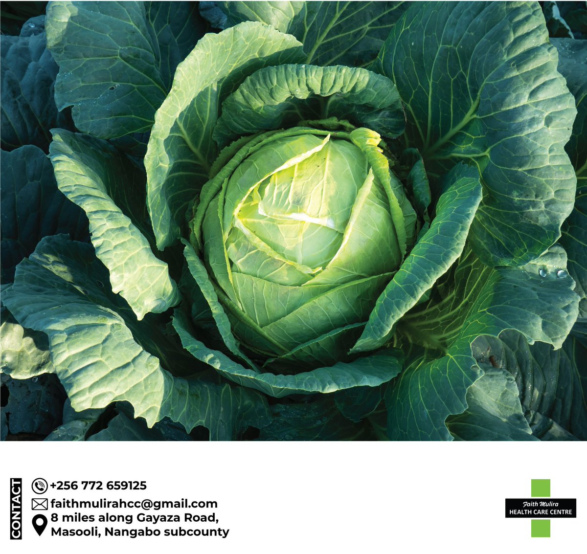 FaithMulira's tweet photo. Cabbage is high in fiber, thus healthy for the digestive tract😇 Loaded with essential nutrients, contains almost no calories or fats hence perfect for people on a weight loss diet👊 also very important for liver health🥰
#Davido #kampalaserenahotel #Bodaboda https://t.co/gsUrtGdy90
