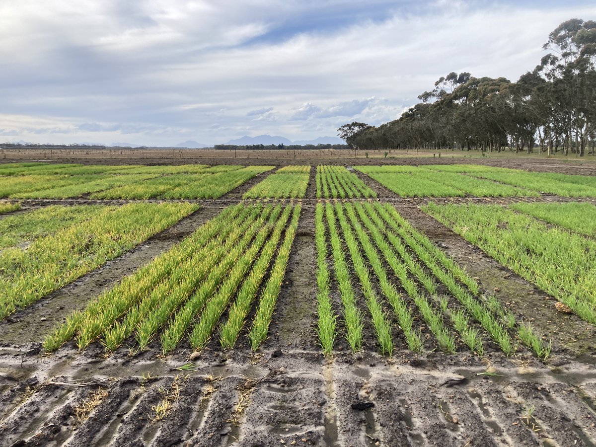The <a href="/GRDCWest/">GRDC West</a> Late Sowing Trial is  growing quickly. Photos of the 3 times of sowing. The recent rain is not helping the latest TOS. Who thought planting cereals on 29th September would get waterlogged. <a href="/SEAgroResearch/">SE Agronomy Research</a> <a href="/Stirlings2Coast/">Stirlings to Coast Farmers</a> <a href="/NutrienWAagri/">Nutrien WA Agronomy</a> <a href="/SEPWA_ag/">SEPWA</a>