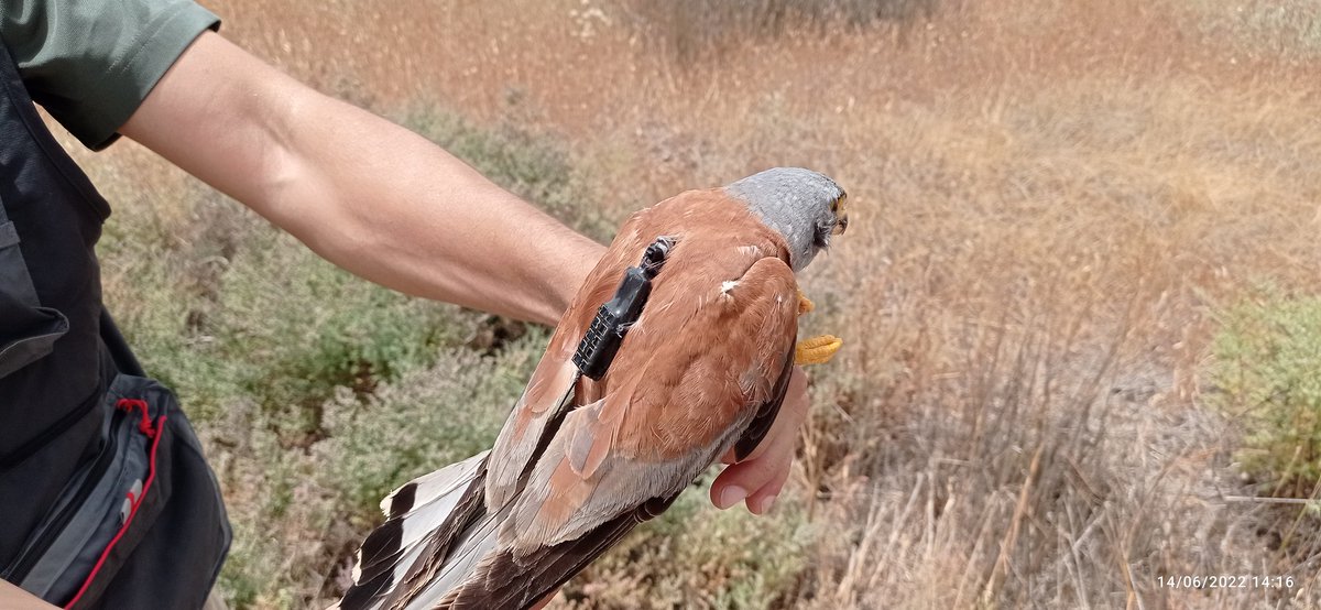 Proyecto HORUS tweet media