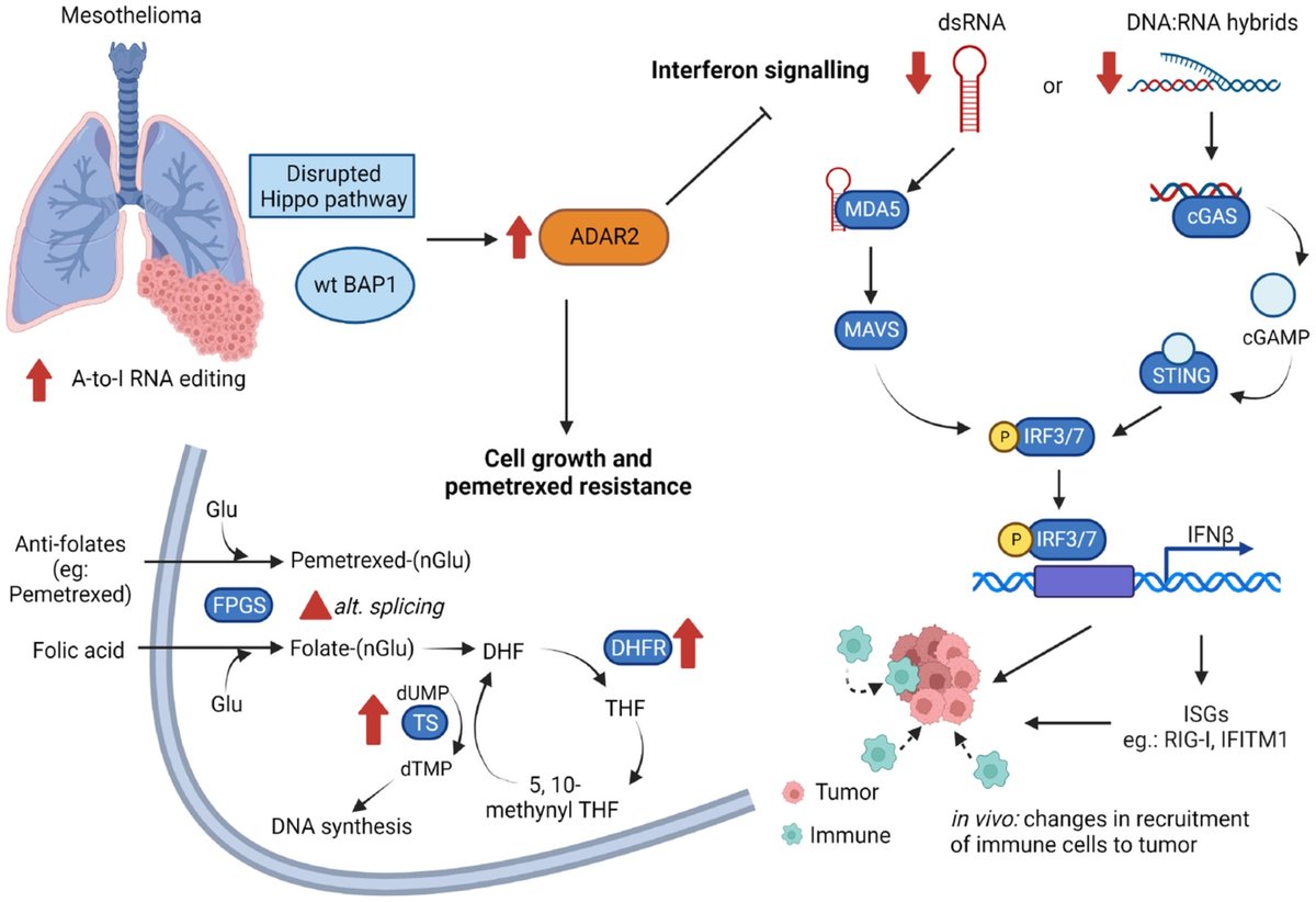 Molecular Oncology tweet media